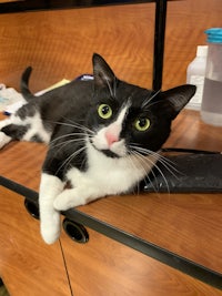 a black and white cat laying on top of a desk