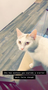 a cat sitting on a table with a quote on it